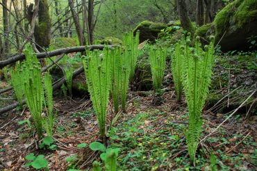 Acqua e penne di struzzo