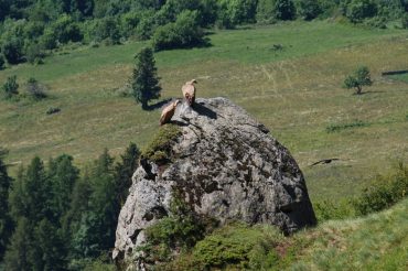 Gli avvoltoi di Pian dell’Alpe