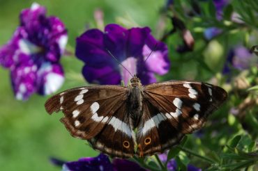 Il riposo dell’Iride