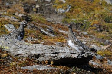 L’opera d’arte ‘sparata’