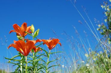 Chissà cosa pensa…